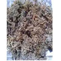 Eucheuma Cottonii
